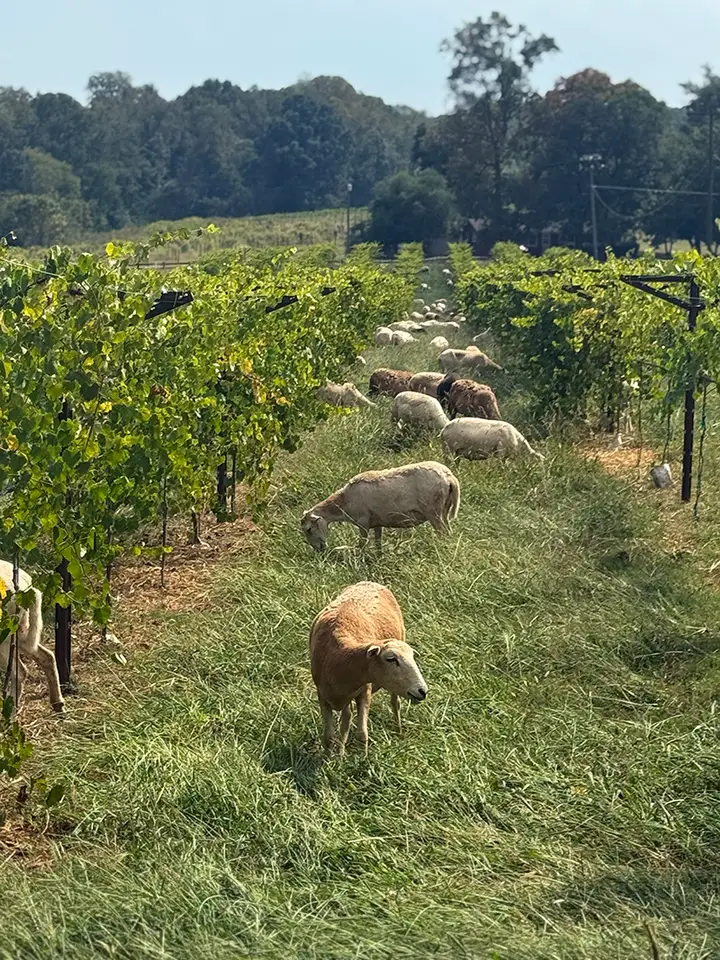 Katahdin sheep grazing the grass between rows of muscadine vines at Union Grove Farm.